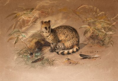 Rasse - Vivericula malaccensis de Joseph Wolf